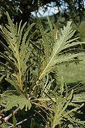 Cutleaf Japanese Emperor Oak (Quercus dentata 'Pinnatifida') at Lakeshore Garden Centres