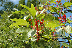 Sassafras (Sassafras albidum) at Lakeshore Garden Centres