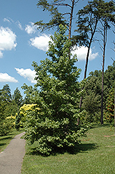 Afterglow Sweet Gum (Liquidambar formosana 'Afterglow') at Lakeshore Garden Centres