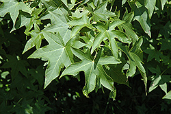 Afterglow Sweet Gum (Liquidambar formosana 'Afterglow') at Lakeshore Garden Centres
