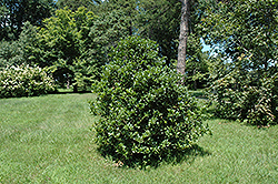 Bessie Smith Holly (Ilex 'Bessie Smith') at Lakeshore Garden Centres