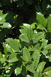 Bessie Smith Holly (Ilex 'Bessie Smith') at Lakeshore Garden Centres