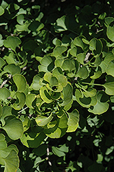 Jade Butterflies Ginkgo (Ginkgo biloba 'Jade Butterflies') at The Mustard Seed