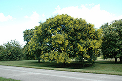 September Golden Rain Tree (Koelreuteria paniculata 'September') at Lakeshore Garden Centres
