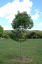 Hardy Rubber Tree (Eucommia ulmoides) at Lakeshore Garden Centres