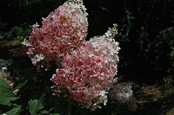 Fraise Melba Hydrangea (Hydrangea paniculata 'Renba') at Lakeshore Garden Centres