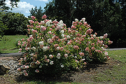 Vanilla Strawberry Hydrangea (Hydrangea paniculata 'Renhy') at Peter Knippel Garden Centre