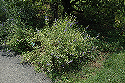 Worcester Gold Caryopteris (Caryopteris x clandonensis 'Worcester Gold') at Lakeshore Garden Centres
