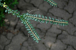 Wimbish Privet (Ligustrum sinense 'Wimbish') at Lakeshore Garden Centres