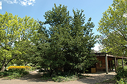 Yatsubusa Elm (Ulmus parvifolia 'Yatsubusa') at A Very Successful Garden Center