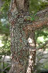 Yatsubusa Elm (Ulmus parvifolia 'Yatsubusa') at Lakeshore Garden Centres