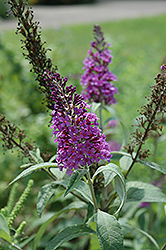 Hever Castle Butterfly Bush (Buddleia x pikei 'Hever Castle') at Lakeshore Garden Centres