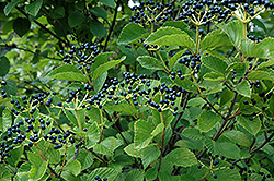 Blue Blaze Viburnum (Viburnum dentatum 'Blubzam') at Lakeshore Garden Centres