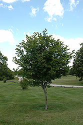 Perkins Pink Yellowwood (Cladrastis lutea 'Perkins Pink') at Lakeshore Garden Centres
