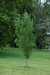 Presidential Gold Ginkgo (Ginkgo biloba 'The President') at Lakeshore Garden Centres