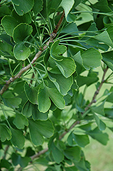 Presidential Gold Ginkgo (Ginkgo biloba 'The President') at Lakeshore Garden Centres