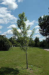 Forum Black Gum (Nyssa sylvatica 'NXSXF') at Lakeshore Garden Centres