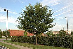Emerald Flair Elm (Ulmus parvifolia 'JFS-Barrett') at Lakeshore Garden Centres