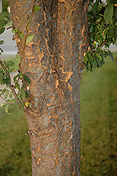 Emerald Flair Elm (Ulmus parvifolia 'JFS-Barrett') at Lakeshore Garden Centres