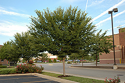 Emerald Prairie Elm (Ulmus parvifolia 'Emerald Prairie') at Lakeshore Garden Centres