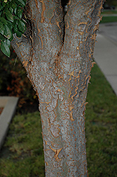 Emerald Prairie Elm (Ulmus parvifolia 'Emerald Prairie') at Lakeshore Garden Centres