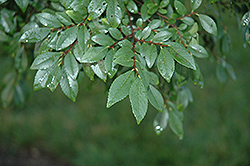 Emerald Prairie Elm (Ulmus parvifolia 'Emerald Prairie') at Lakeshore Garden Centres