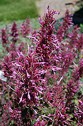 Bolero Hyssop (Agastache 'Bolero') at Lakeshore Garden Centres