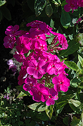 Junior Dream Garden Phlox (Phlox paniculata 'Junior Dream') at Lakeshore Garden Centres