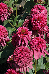 Secret Affair Coneflower (Echinacea 'Secret Affair') at Lakeshore Garden Centres