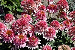Butterfly Kisses Coneflower (Echinacea purpurea 'Butterfly Kisses') at A Very Successful Garden Center