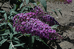 Monarch Royal Falls Butterfly Bush (Buddleia 'Royal Falls') at Lakeshore Garden Centres