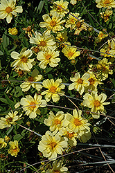 Galaxy Tickseed (Coreopsis 'Galaxy') at Lakeshore Garden Centres