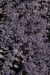 Sunset Cloud Stonecrop (Sedum 'Sunset Cloud') at Lakeshore Garden Centres