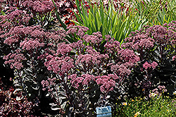 Maestro Stonecrop (Sedum 'Maestro') at Lakeshore Garden Centres