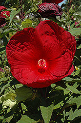 My Valentine Hibiscus (Hibiscus 'My Valentine') at Lakeshore Garden Centres