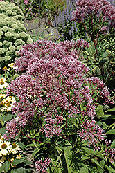 Baby Joe Dwarf Joe Pye Weed (Eupatorium dubium 'Baby Joe') at Peter Knippel Garden Centre