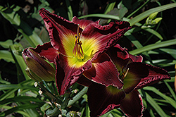 Midnight Raider Daylily (Hemerocallis 'Midnight Raider') at Lakeshore Garden Centres