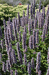 Blue Fortune Anise Hyssop (Agastache 'Blue Fortune') at Peter Knippel Garden Centre