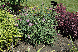 Monarch Jousting Jester Butterfly Bush (Buddleia 'Jousting Jester') at Lakeshore Garden Centres