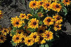 TigerEye Coneflower (Rudbeckia 'TigerEye') at Lakeshore Garden Centres