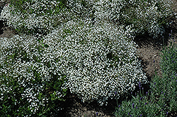 Summer Sparkles Baby's Breath (Gypsophila paniculata 'ESM Chispa') at Peter Knippel Garden Centre