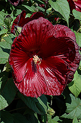Heartthrob Hibiscus (Hibiscus 'Heartthrob') at Lakeshore Garden Centres