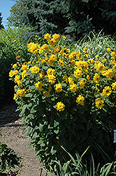 Happy Days Sunflower (Helianthus 'Happy Days') at Golden Acre Home & Garden