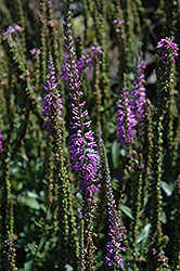 Sonja Speedwell (Veronica longifolia 'Sonja') at Lakeshore Garden Centres