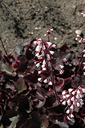 Dolce Brazen Raisin Coral Bells (Heuchera 'Inheubrara') at Lakeshore Garden Centres
