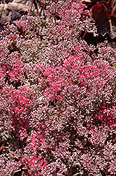 Rosy Glow Stonecrop (Sedum 'Rosy Glow') at The Mustard Seed