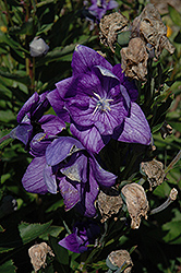 Hakone Double Blue Balloon Flower (Platycodon grandiflorus 'Hakone Double Blue') at Lakeshore Garden Centres