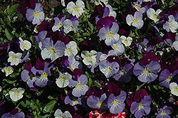 Anytime Sugarplum Pansiola (Viola x wittrockiana 'Anytime Sugarplum') at Lakeshore Garden Centres