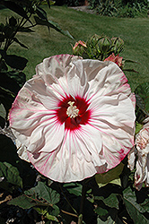 Cherry Cheesecake Hibiscus (Hibiscus 'Cherry Cheesecake') at Lakeshore Garden Centres