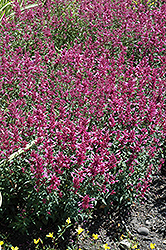 Rosie Posie Hyssop (Agastache 'Rosie Posie') at Peter Knippel Garden Centre